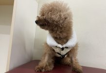 北市動物之家全面啟動防寒措施 低溫來襲守護收容毛孩 北市動物之家全面啟動防寒措施 低溫來襲守護收容毛孩