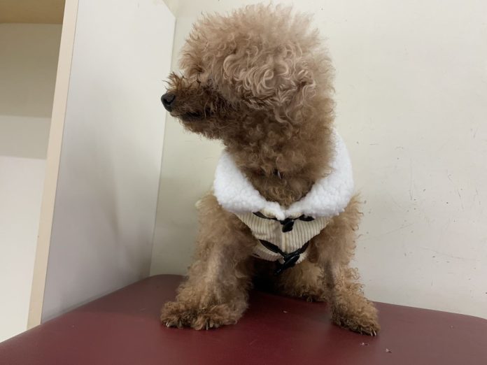 北市動物之家全面啟動防寒措施　低溫來襲守護收容毛孩