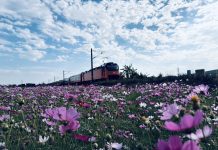 台中推動冬季景觀綠肥 打造海線鐵道花田風光 台中推動冬季景觀綠肥 打造海線鐵道花田風光