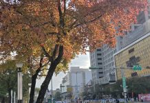 冬天裡的一把火 北市楓香染紅迎新年 冬天裡的一把火 北市楓香染紅迎新年