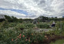 北臺灣最大玫瑰花海 3月起在臺北浪漫登場 北臺灣最大玫瑰花海 3月起在臺北浪漫登場