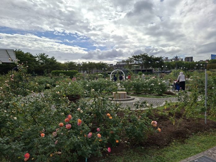 北臺灣最大玫瑰花海　3月起在臺北浪漫登場