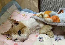 15歲街貓Lucky的安心晚年 北市TCCP計畫20年守護街貓生命 15歲街貓lucky的安心晚年 北市tccp計畫20年守護街貓生命