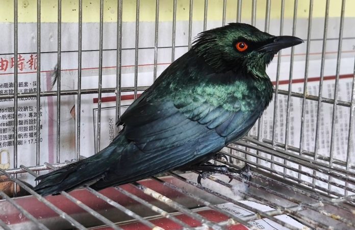 「紅眼詭光鳥」叩敲大樓住家玻璃護欄　竟是亞洲輝椋鳥求救