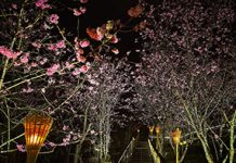 雲霧步道遇見夜櫻浪漫 嘉義石棹茶旅兩日遊正夯 圖/嘉義縣政府