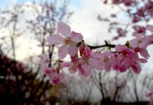 山林賞花搶鮮報! 陽明山花季2/5開幕 圖/台北市政府