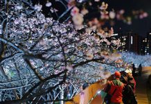2026 樂活夜櫻季1/30揭開城市春夜序幕 圖/台北市政府