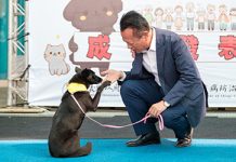 嘉義縣獨創「浪浪就業服務站」浪浪成為夥伴不再流浪 圖/嘉義縣政府