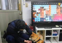 迷途柴犬誤闖大賣場 內湖警細心照料助返飼主身邊 圖/台北市政府
