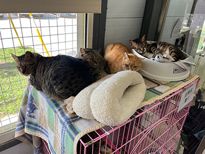 c4ab9943-9b65-4533-b1d6-580b56d35c33 圖/台北市政府