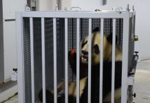 日本告別最後兩隻大貓熊 中日友誼象徵就此結束 圖/翻攝網路