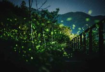 慢遊嘉義瑞里 走進紫藤花海與螢火蟲交織的春日山城 圖/嘉義縣政府