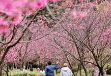 櫻花綻放山城 陽明山花季2/5揭幕 圖/台北市政府