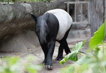 青少年馬來貘「莉姆路」學習獨自生活 圖/台北市政府