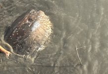 關渡碼頭驚見「翻車」現場?動保處與渡輪人員接力 助擱淺翻車魚重返大海 圖/台北市政府