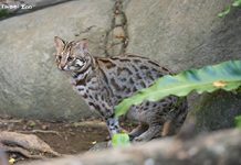 臺北市立動物園攜手臺灣動物園及水族館聯盟 啟動「翻轉瀕危・臺灣行動」 圖/台北市政府