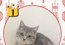 「喵星人命定配對」活動中籤率0.65% ,2月8日抽出幸運飼主 圖/嘉義縣政府