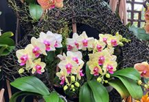 士林官邸春節花卉展 與你一同迎新春 圖/台北市政府