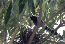 藍鵲繁殖季來了!路過鳥巢建議戴帽、撐傘或繞道防止被攻擊 圖/台北市政府