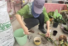 舊瓶罐種出好空氣 中市清潔隊推再生植栽兼顧美化與防疫