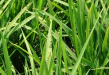 水稻稻熱病將進入好發期 雲縣府呼籲農友預防並加強田間管理