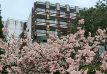 阿里山賓館推賞花精華路線 攝影達人帶路探森林秘境