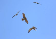 2026鷹揚八卦賞鷹活動 「八卦松林大角頭」 圖/彰化縣野鳥學會提供