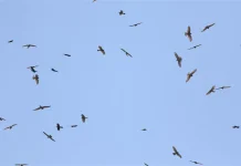 2026鷹揚八卦賞鷹活動 「八卦松林大角頭」帶你探索生物奧秘