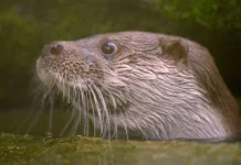 科博館「科博四十」春假特別活動與SET Wildlife 合作推出生態紀錄片《戰地阿特》