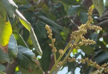 荔枝椿象化學共同防治期已結束 荔枝及龍眼盛花期請停止施藥