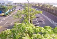 紫色微醺3月天 500株苦楝內湖堤頂開派對