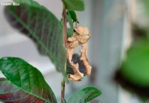 偽裝擬態、尖刺防衛 竹節蟲保命本領大公開 圖/台北市政府