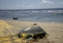 氣候變遷下小琉球罕見 海龜冬季低溫卵窩 有望成為海龜雄性稚龜的重要來源