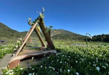 春日限定美景!竹子湖海芋季盛大開幕 雪白花海如音符搖曳