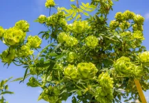 綠玫瑰領風騷 臺版凡爾賽花園新品種層出