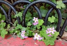 野花鬧春天 北市街道公園限定小人國花景