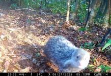 南港公園出現神祕住客 野生動物給您意外驚喜