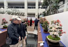 皐月花潮翻轉城市氣質 皐月杜鵑花季展4/4-4/12豐原陽明大樓登場