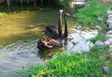 台中后里環保公園蓮花盛開 嬌客黑天鵝神秘登場