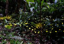 新北推46處賞螢秘境全攻略 絕美「螢」河追起來