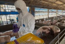 彰化縣查獲兩場違法廚餘養豬 依法重罰、移動管制並取消申請補助資格