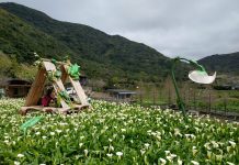 竹子湖海芋最佳賞花期至4月底 把握兩個週末衝一波