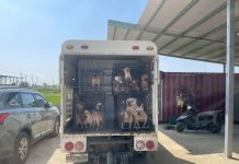 嘉縣近期查獲兩起犬隻疑遭割聲帶案 已移送偵辦