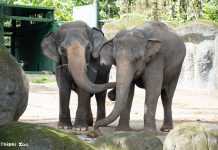 亞洲象、非洲象互求「臭味相投」 認識氣味減敏中