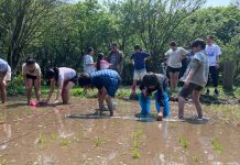北市湖田實小插秧體驗 孩子彎腰下田感受農耕之美