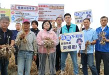乾旱及暖冬致蒜球偏小產量銳減 縣長張麗善呼籲中央免勘查救助