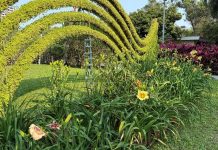 顛覆樸實印象!士林官邸金針花盛放 花型碩大、色彩層次宛如百合鳶尾