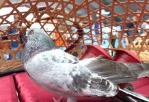 2026義竹鴿笭文化季開籠儀式 熱鬧登場