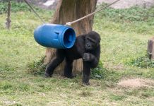 兒童節就要CHILL玩!看大猩猩耍酷、學昆蟲保育 還能免費入園