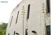 真實的巨大花莖「龍舌蘭」 穿山甲館旁華麗綻放